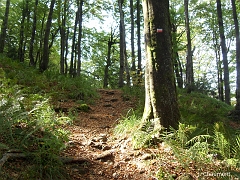 Le sentier de grande randonnée se poursuit au milieu d'un paysage forestier nouveau